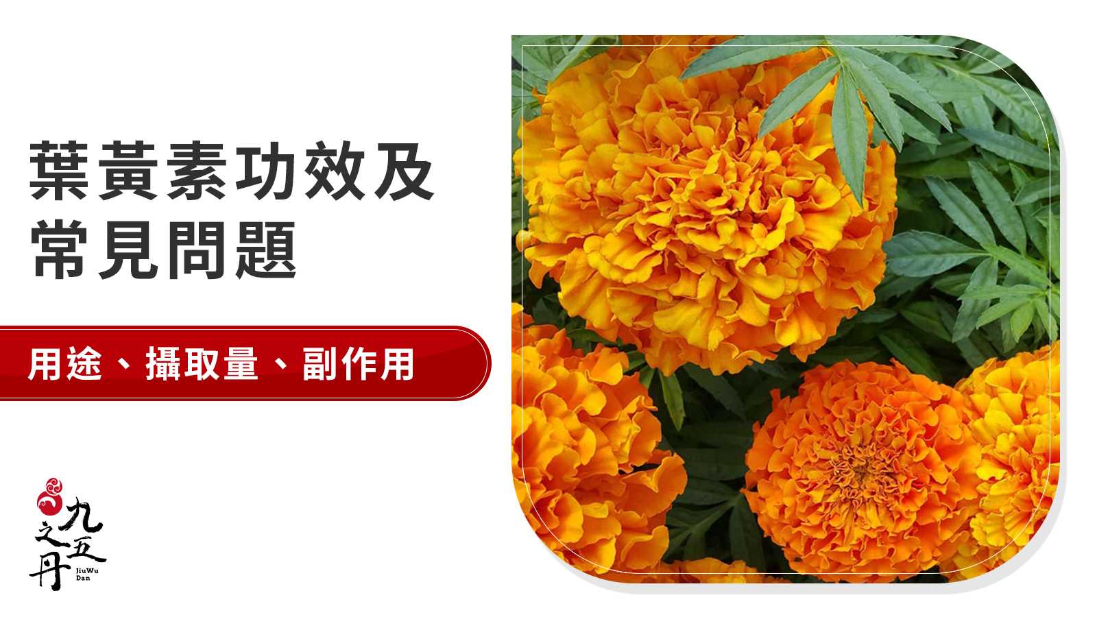 葉黃素功效有哪些?副作用、複方用途完整介紹