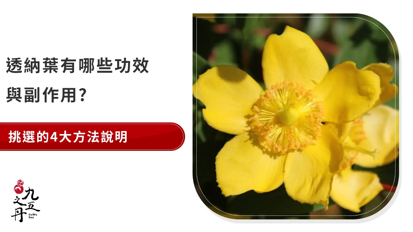 什麼是透納葉？ 功效、副作用、男性補充原因看這篇