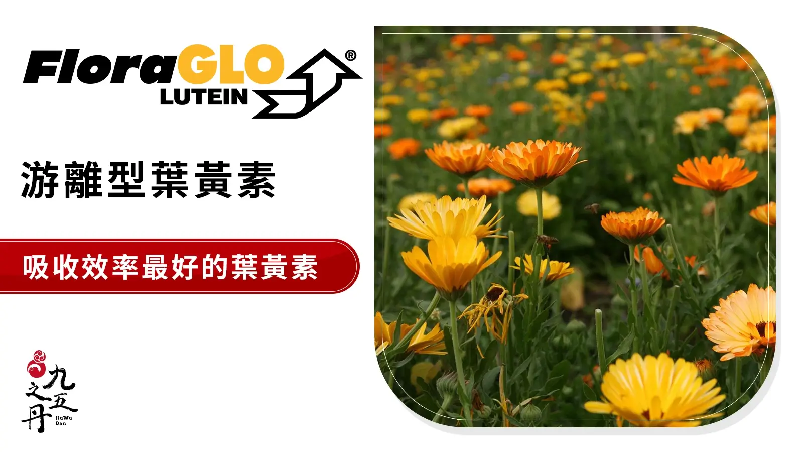 FloraGLO® 美國游離型葉黃素