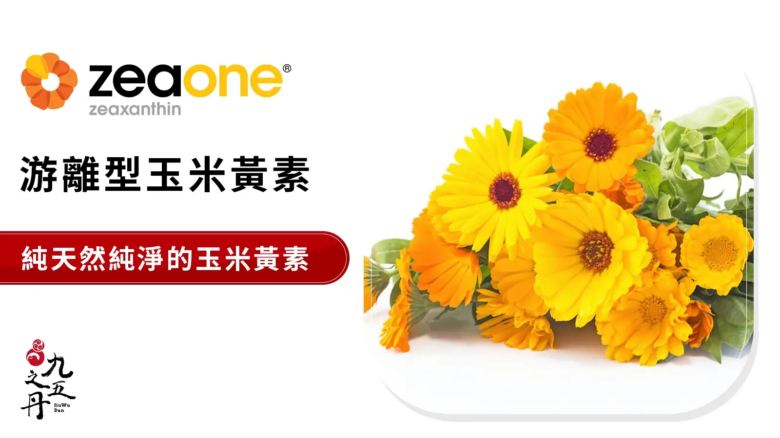 Zeaone® 美國游離型玉米黃素