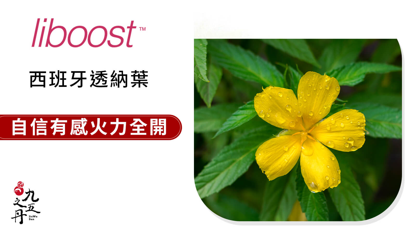Liboost™ 西班牙透納葉​